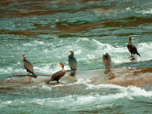 Cormoranes nel ríu Caudal -Santuyano (fot. Carlos Salvo).