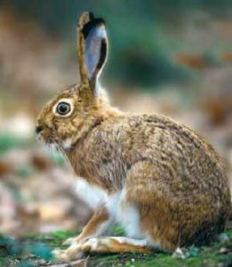 Liebre del piornal (Lepus castroviejoi).