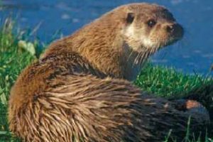 Nutria (Lutra lutra).