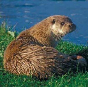 Nutria (Lutra lutra).