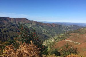 Vista los diferentes tipos de vegetación del espacio protegido de Las Cuencas Mineras.