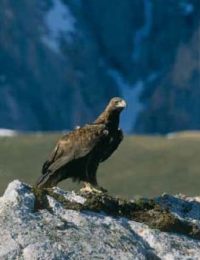 Águila real (Aquila chrysaetos).
