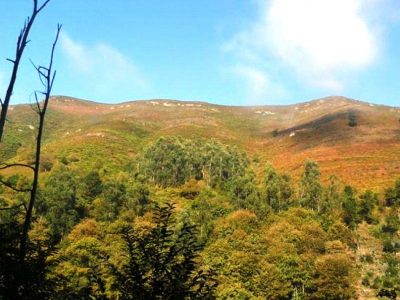 Brezales secos europeos en el oeste de Mieres.