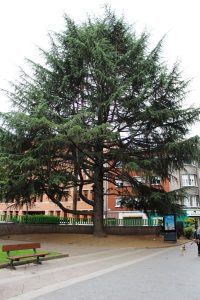 Cedro del Himalaya (Cedrus deodara).