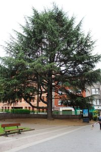 Cedro del Himalaya (Cedrus deodara).