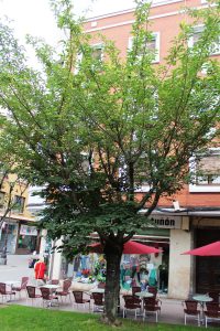 Cerezo en flor (Prunus serrulata).