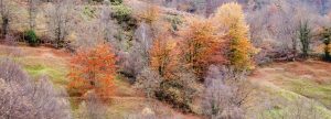 Hayas en el Val.le Turón  (Fot. Jose Luis Soto).