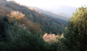 Hayedo en el Cordal de Urbiés (Fot. Jose Luis Soto).