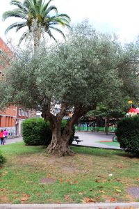 Olivo (Olea Europaea).