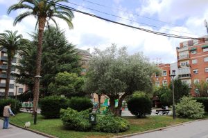 Olivo, palmeras y tejos, en los Jardines del Ayuntamiento.