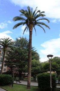 Palmera (Phoenix dactylifera).