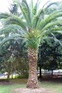 Palmera.