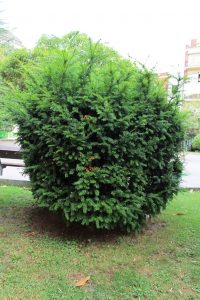 Tejo (Taxus baccata).